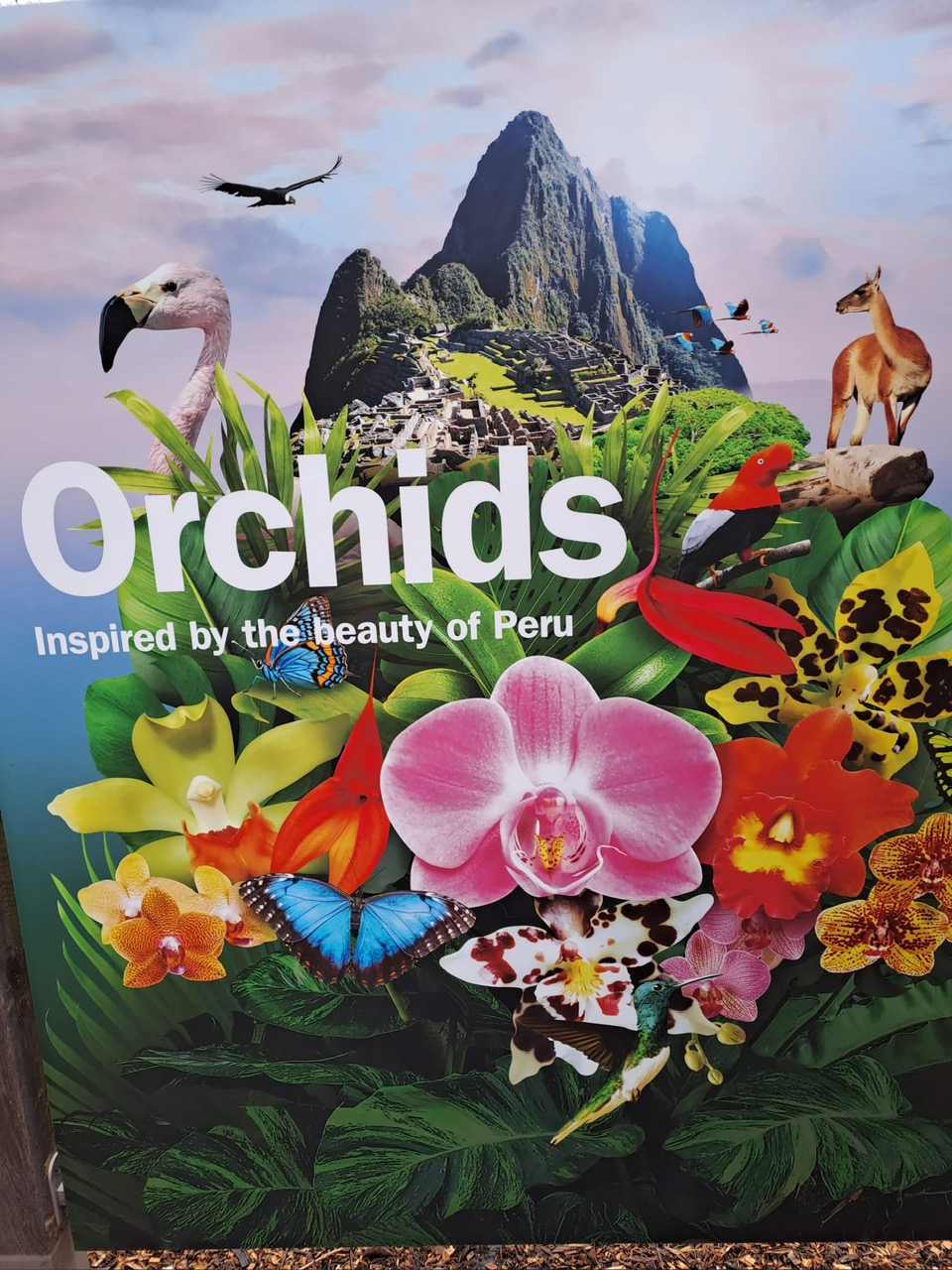 Kew Orchid Festival - Feb 2025 